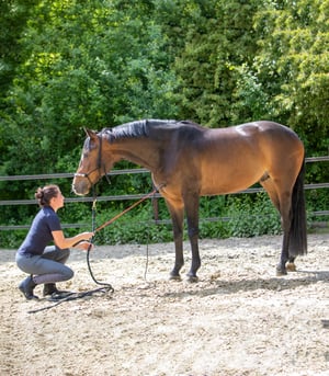 WH Horsemanship Stick - Blue/Black
