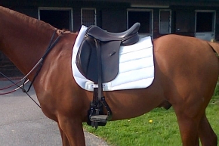 EquineLux Shock-Reducing™ dressage saddle pad with cotton lining and pockets for shims