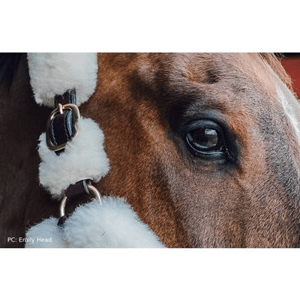 Perri's Sheepskin Shipping Halter - Sagebrush Tack