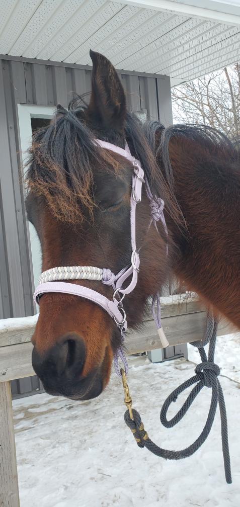 SB Lavender Biothane Endurance adjustable halter / bridle combo with removable noseband/ bitless bridle converter and optional bit attachments