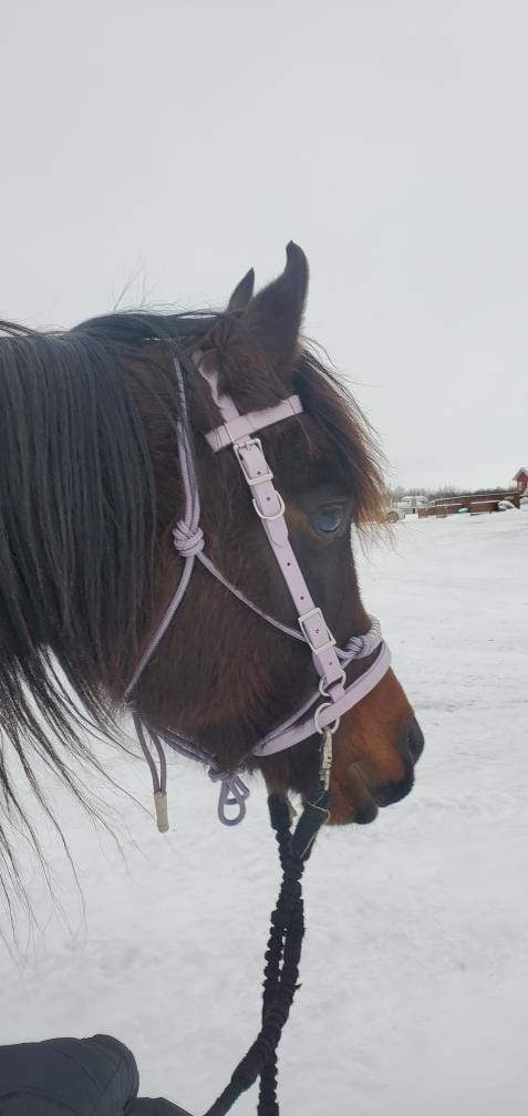 SB Lavender Biothane Endurance adjustable halter / bridle combo with removable noseband/ bitless bridle converter and optional bit attachments