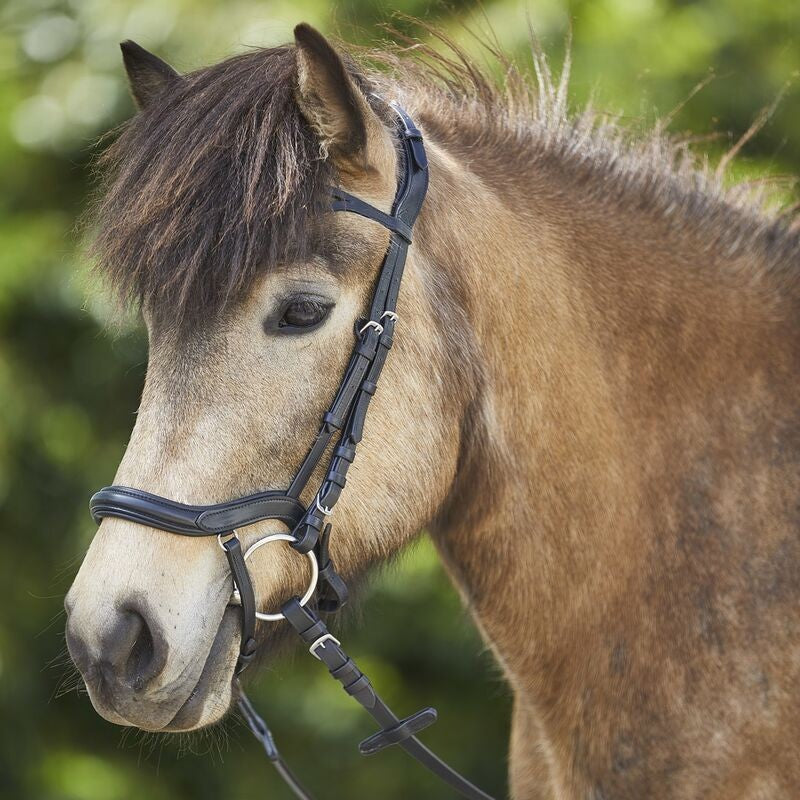 Waldhausen Anatomic Icelandic Bridle - Sagebrush Tack