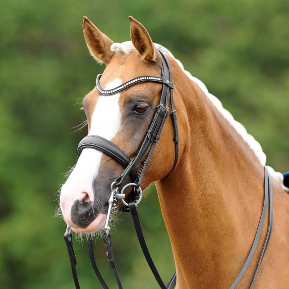 English Bridles