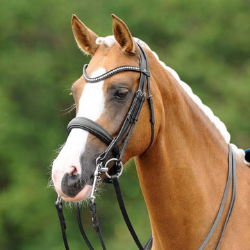 English Bridles