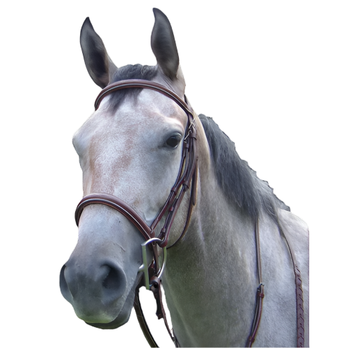 Pro-Trainer Fancy Stitched Padded Hunter Bridle