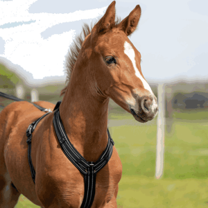 Sprenger Foal Harness