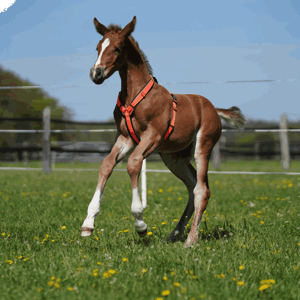 Sprenger Foal Harness
