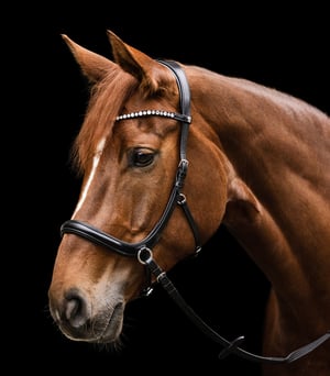 WH X-Line Sensation Bitless Bridle - Black - Sagebrush Tack