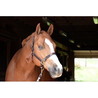 Perri's Twisted Leather Halter - Havana - Sagebrush Tack