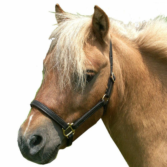 Leather Mini Halter - Havana - Sagebrush Tack