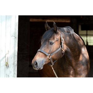 Perri's Professional 1" Triple Stitched Leather Show Halter - Sagebrush Tack