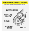 Hoof Doctor Putty - Sagebrush Tack