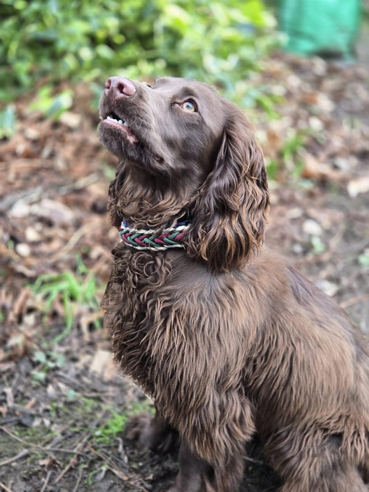 Cocker spaniel wearing a custom paracord waterwave collar handbraided by Sagebrush Tack.