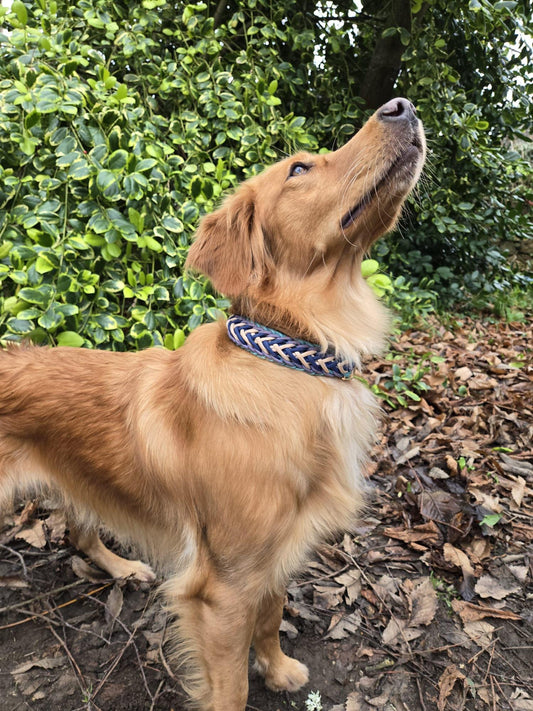 SB Custom waterwave paracord dog collar