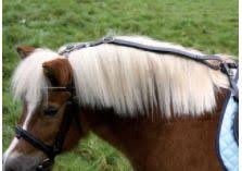 Waldhausen STAR Anti-Grazing Reins