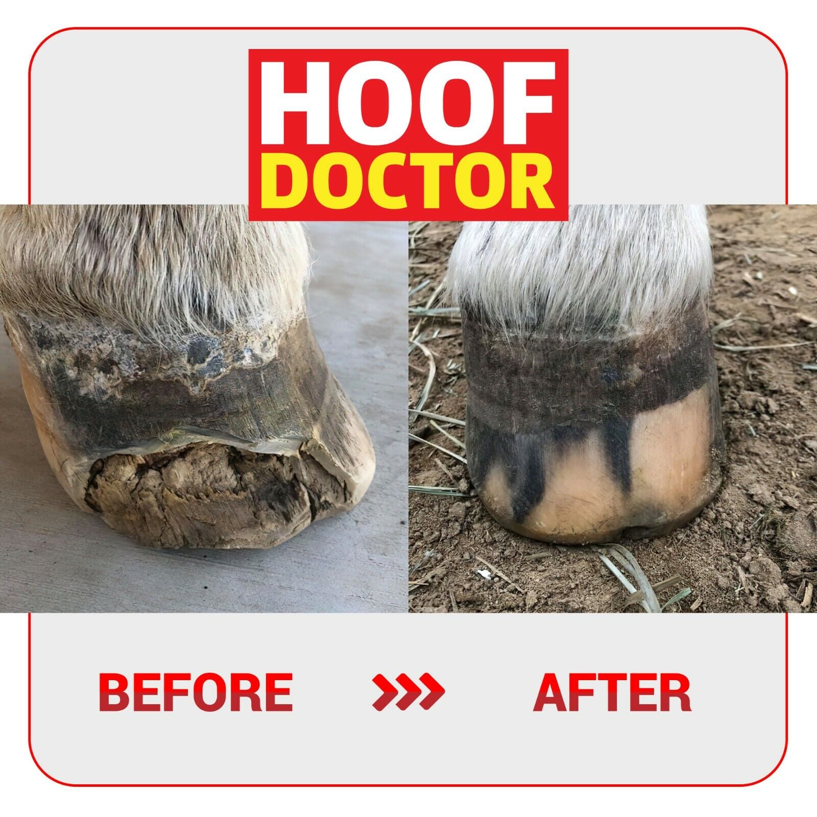 Hoof Doctor Putty - Sagebrush Tack