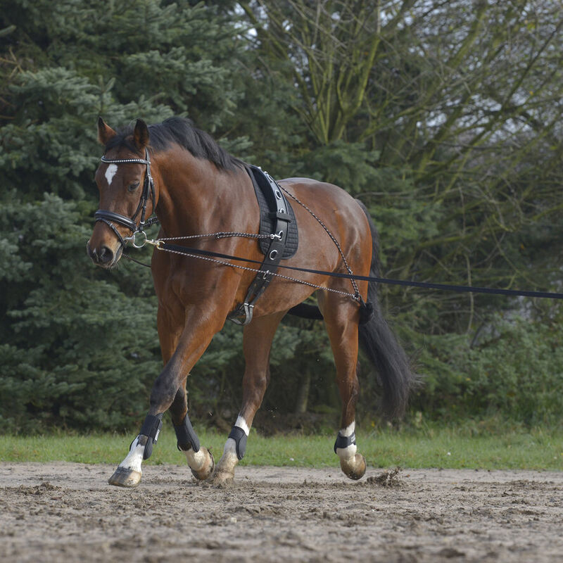 Waldhausen Lunging System