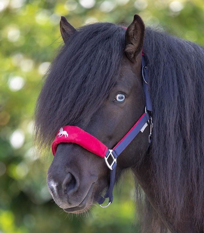 Waldhausen Hellnar Icelandic Halter - Sagebrush Tack