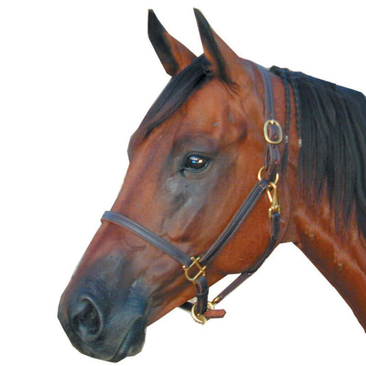 Deluxe Leather Track Halter 3/4" - Sagebrush Tack