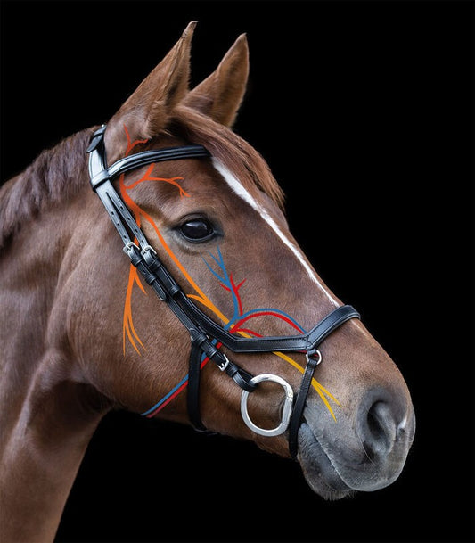 X-Line Relaxation Bridle - Sagebrush Tack